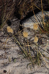 Geochloa rufa