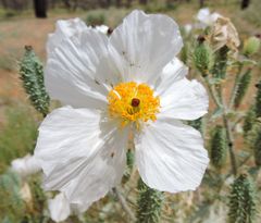 Argemone munita