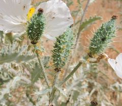 Argemone munita