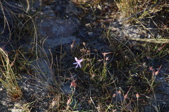 Pelargonium coronopifolium