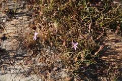 Pelargonium coronopifolium