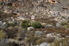 Diospyros glabra