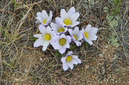 Pulsatilla tenuiloba, photograph 5