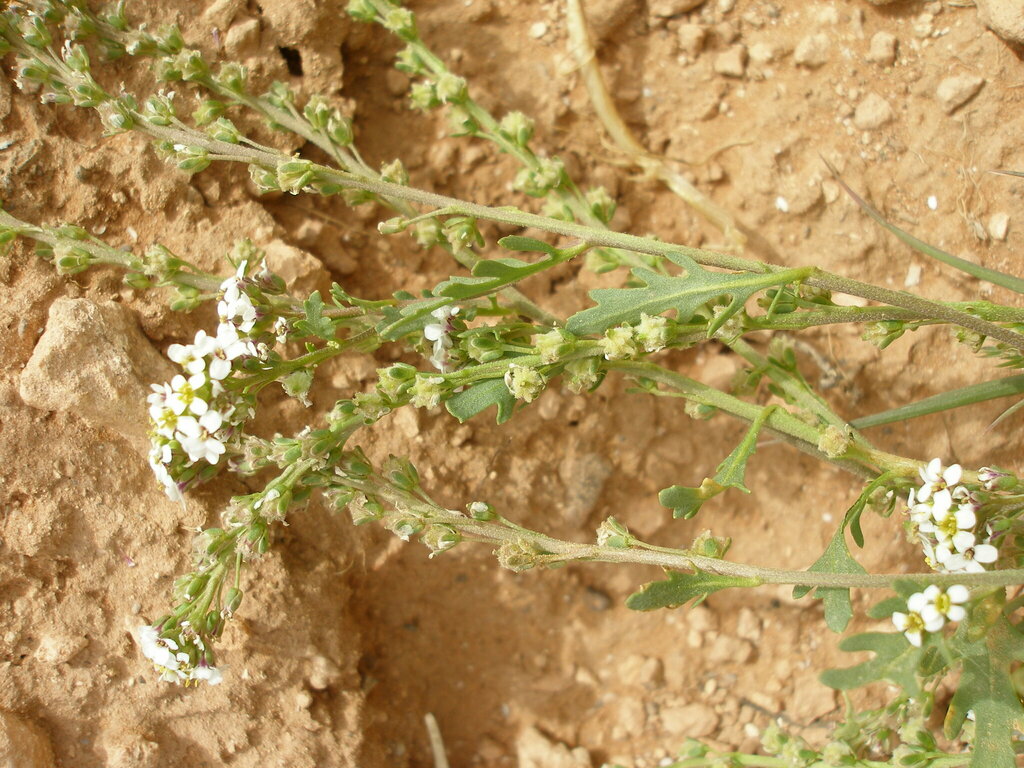 Muricaria prostrata