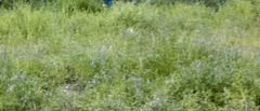 Lupinus texensis