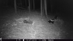 Mephitis mephitis estor