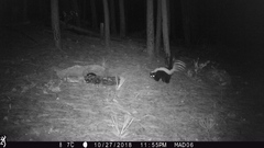 Mephitis mephitis estor