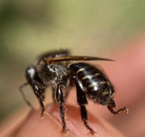 Melipona torrida