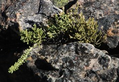 Dolichothrix ericoides