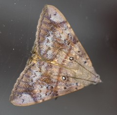 Oxyodes tricolor