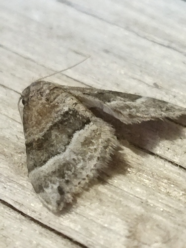 Barred Rivulet