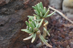 Pachyphytum brevifolium