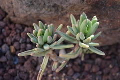 Pachyphytum brevifolium