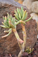 Pachyphytum brevifolium