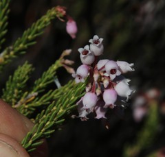 Erica verecunda
