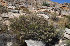Erica verecunda