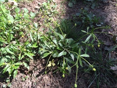 Ranunculus abortivus