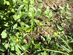 Ranunculus abortivus