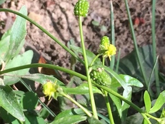 Ranunculus abortivus