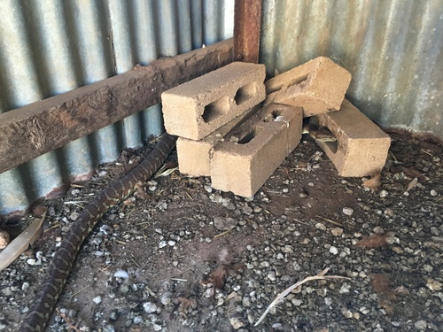 Centralian Carpet Python sighting