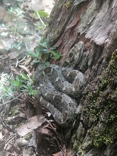 Queretaran Dusky Rattlesnake