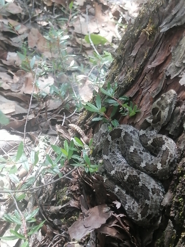 Queretaran Dusky Rattlesnake