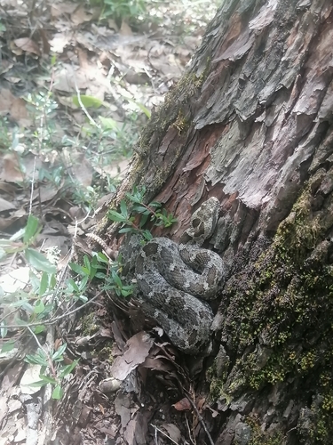 Queretaran Dusky Rattlesnake