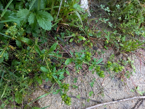 rough cinquefoil