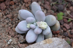 Pachyphytum oviferum