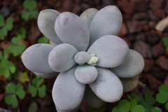Pachyphytum oviferum