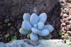 Pachyphytum oviferum