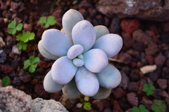 Pachyphytum oviferum