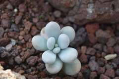 Pachyphytum oviferum