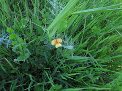 Lathyrus annuus