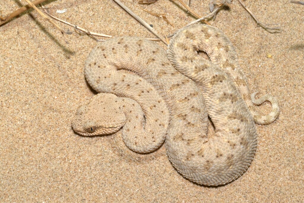 Arabian Horned Viper
