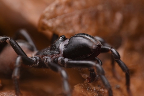 Purseweb Spider
