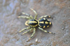 Phiale guttata