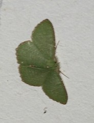 Eucyclodes metaspila