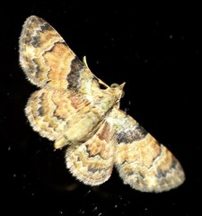 Gymnoscelis derogata