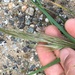 San Diego Needle Grass - Photo (c) Adam J. Searcy, some rights reserved (CC BY), uploaded by Adam J. Searcy