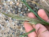 San Diego Needle Grass - Photo (c) Adam J. Searcy, some rights reserved (CC BY), uploaded by Adam J. Searcy