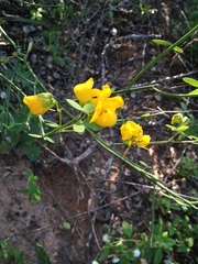 Senna chloroclada