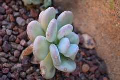 Pachyphytum bracteosum