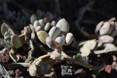 Pachyphytum bracteosum