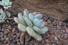 Pachyphytum bracteosum