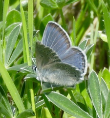 Icaricia icarioides missionensis