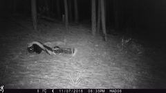 Mephitis mephitis estor