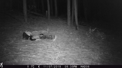 Mephitis mephitis estor