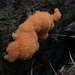 Tubifera montana - Photo (c) Leslie Flint, some rights reserved (CC BY-NC), uploaded by Leslie Flint