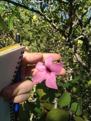 Mandevilla angustifolia